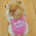 Feiona Pet Small Dog Puppy Vest T-Shirt Coat Pet Clothes Apparel XS S M L Summer