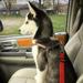 YouLoveIt Pet Seat Belt Car Seatbelt Adjustable Dog Pet Car Seat Belt Travel Clip Vehicle Car Seat Belt for Pets Dogs Cats for Shock Attenuation
