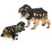 Vibrant Life Halloween Dog Costume and Cat Costume: Spider Size Medium