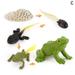 Simulation Animals Life Animals Cycle Growth Model Toy Figurines Figures M9X8