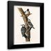 Audubon John James 10x14 Black Modern Framed Museum Art Print Titled - Red-Cockaded Woodpecker