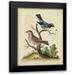 Edwards George 15x18 Black Modern Framed Museum Art Print Titled - Edwards Bird Pairs V