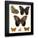 Unknown 12x14 Black Modern Framed Museum Art Print Titled - Violet Butterflies IV