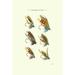 Bungalow Rose Salmon Flies II Canvas, Wood | 30 H x 20 W x 1.25 D in | Wayfair 587CB7A540F04804819FEE154551A379