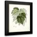 Vision Studio 20x24 Black Modern Framed Museum Art Print Titled - Sage Botanical III