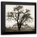 Blaustein Alan 20x20 Black Modern Framed Museum Art Print Titled - Country Oak Tree