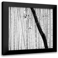 Manuel Alexandre 12x12 Black Modern Framed Museum Art Print Titled - Bamboo Forest