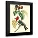 Cuvier Georges 19x24 Black Modern Framed Museum Art Print Titled - Cuvier Exotic Birds VI