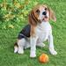 Hand-Painted Happy Beagle Garden Statue - 15.380 x 14.250 x 10.380