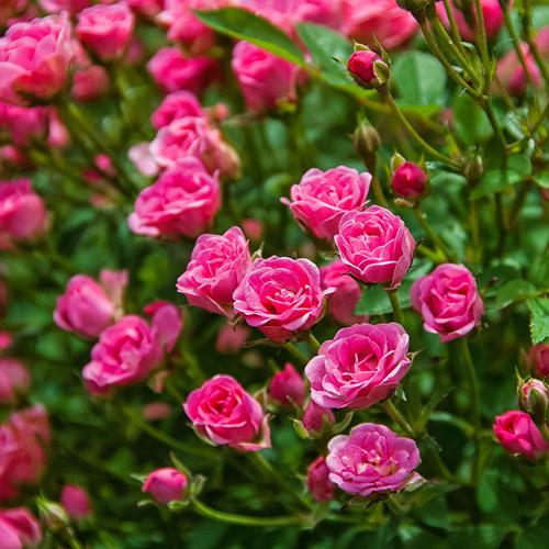 Mini-Rose Lilly Rose™ im 2-Liter-Topf, pink