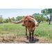 Marble Falls-Texas-USA-Longhorn cattle in the Texas Hill Country Poster Print - Emily M. Wilson (24 x 18)