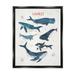 Stupell Industries Nautical Diagram Whale Narwhal Types Bubbles Illustration Jet Black Framed Floating Canvas Wall Art 16x20 by Nina Blue