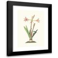 Priscilla Susan Bury 14x18 Black Modern Framed Museum Art Print Titled - Amaryllis Vittata (Smaller) (1834)