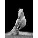 Artful Printers Horse Trot - Unframed Photograph Plastic/Acrylic in Black/Gray/White | 30 H x 20 W x 1 D in | Wayfair AC-20303254