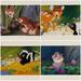 Disney Art | Disney Bambi 2-Disc Special Edition Lithograph Set Of 4 Exclusive Portfolio | Color: Brown/Green | Size: Os