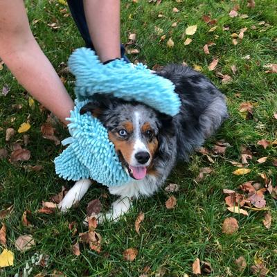 Perro & Gato Microfiber Chenille Pet Drying Mitt