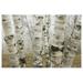 Great BIG Canvas | Birch Trees In The Fog In Early Spring Ontario Canada Art Print - 24x16