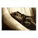 Stupell Industries Cuddling Labrador Dog Sleeping Cozy Sepia Photography Photograph Unframed Art Print Wall Art Design by James Dobson