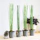 Equisetum Horsetails japan plant evergreen indoor in 11cm pot snake grass