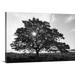 Great BIG Canvas | Hawaii Big Island Kohala Coast Hapuna Beach Park Sunburst Shining Through Tree Canvas Wall Art - 24x16