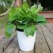 Mduoduo Flower Pot Lazy Flowerpot Imitation Porcelain Plastic Flower Pot for Home Flower Pot Self Watering Pot L