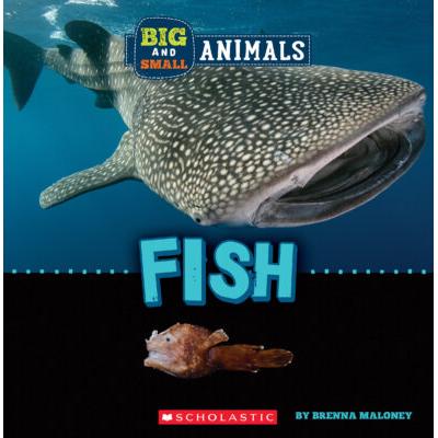 Big and Small: Fish (paperback) - by Brenna Maloney