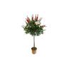 Callistemone 'Callistemon leavis' pianta ad alberello in vaso 24 cm h. 2 metri e oltre