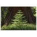 Great BIG Canvas | Baby Redwood Tree in front of parent Redwood Forest Yosemite California Art Print - 24x16