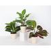 Thorsen's Greenhouse Live Prayer Plant Trio Set In Biodegradable Pots in Brown | 6 H x 4 D in | Wayfair 4 Prayer Plant Trio-thin-natural