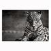 Clearance! Oppidan Home Spotted Leopard in Black and White Acrylic Wall Art (32 H x 48 W)