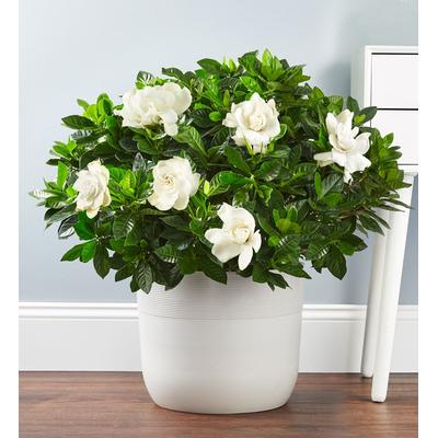 1-800-Flowers Everyday Gift Delivery Gardenia Floor Plant For Sympathy | Happiness Delivered To Their Door