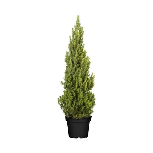 Zuckerhut-Fichte 'Conica' Picea glauca 'Conica' 5L 60- 80