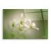 Latitude Run® Stellaria - Unframed Print Plastic/Acrylic | 16 H x 24 W x 0.2 D in | Wayfair 27038F4DDEF84BF4A30671C8317FDEF7