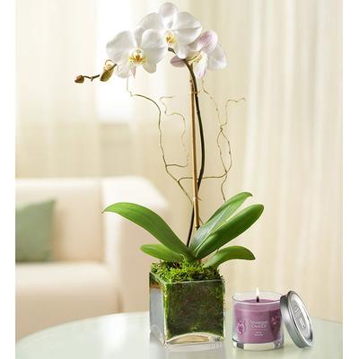 1-800-Flowers Flower Delivery Elegant Orchid White W/ Candle