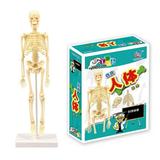 Meterk Human Body Model Skeleton Simple Assembly Learning Tool Kit Anatomy Model Display STEM Educational Gift Teaching Supplies