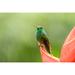 Latitude Run® Costa Rica Sarapiqui River Valley Rufous-Tailed Hummingbird On Heliconia Plant Credit As: Cathy | 18 H x 24 W in | Wayfair