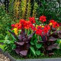 Canna Happy-Mischung (Indisches Blumenrohr)