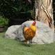 Alpine Corporation 16 H Indoor/Outdoor Metal Hen Decorative Garden Statue Golden Brown