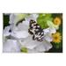 Stupell Industries Butterfly Geranium Blossom Wall Plaque Art By Daphne Polselli in Black/Green/White | 10 H x 15 W x 0.5 D in | Wayfair