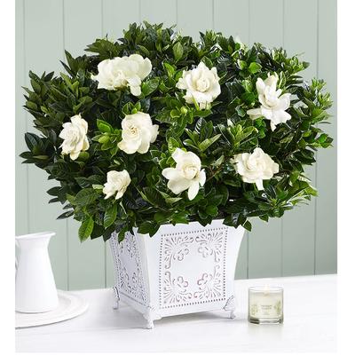 1-800-Flowers Plant Delivery Grand Gardenia Large Plant W/ Candle