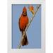 Illg Cathy and Gordon 13x18 White Modern Wood Framed Museum Art Print Titled - Arizona Male cardinal eating ocotillo blossom