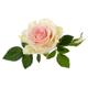 Rose Plant - Climbing Rose - 'Madame Alfred Carriere' - 1 x Full Plant in 5L Pot - Garden Ready + Ready to Plant - Premium Quality Plants