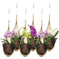 Lanccona Orchid Hanging Planter 5 Inch 6 Pack with Bird Nest Style Plant Hangers, Handmade Thai Bamboo Woven Hanging Orchid Basket for Trellis Gazebo Indoor Outdoor