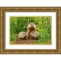 Jaynes Gallery 24x17 Gold Ornate Wood Framed with Double Matting Museum Art Print Titled - Minnesota-Pine County Adult woodchuck eating and kits