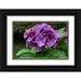 Ostrowitz Mallorie 32x23 Black Ornate Wood Framed with Double Matting Museum Art Print Titled - Big leaf hydrangea growing in the gardens of Dunvegan Castle in northern Isle of Skye