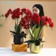 INDIGO-Arrangement de fleurs d'orchidée rouge décoration de bureau 3D Real Touch Vase bricolage