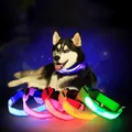 Collier Led Fluorescent pour chien accessoire lumineux pour animaux de compagnie Anti-perte pour