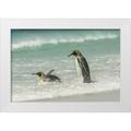 Illg Cathy and Gordon 18x13 White Modern Wood Framed Museum Art Print Titled - East Falkland King penguins in beach surf