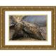 Bush Marie 18x13 Gold Ornate Wood Framed with Double Matting Museum Art Print Titled - Ecuador Galapagos Islands Giant male tortoises