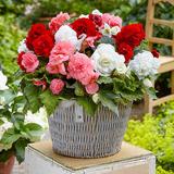 Nonstop Red, Pink & White Begonia Trio - 6 per package